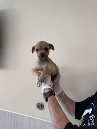 Capucine Pup - Arabella - Photo 1