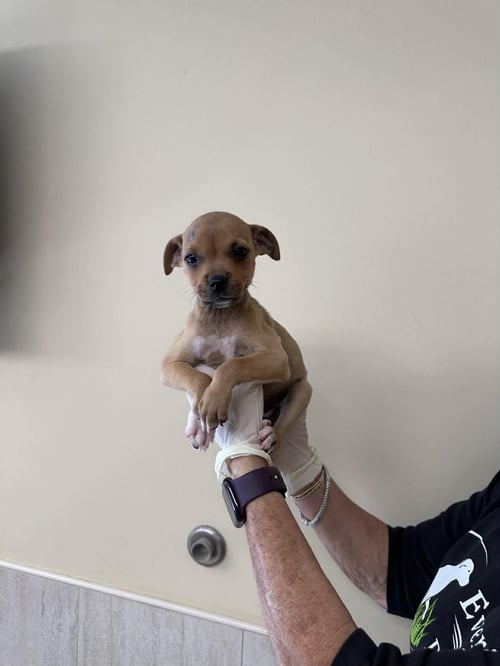 CAPUCINE PUP - ARABELLA - Boxer / Terrier for adoption in Boca Raton