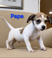 Tiffany Pup -Papa - Photo 1
