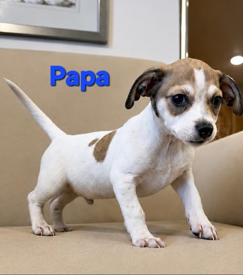 TIFFANY PUP -PAPA - Jack Russell Terrier / Chihuahua available for adoption