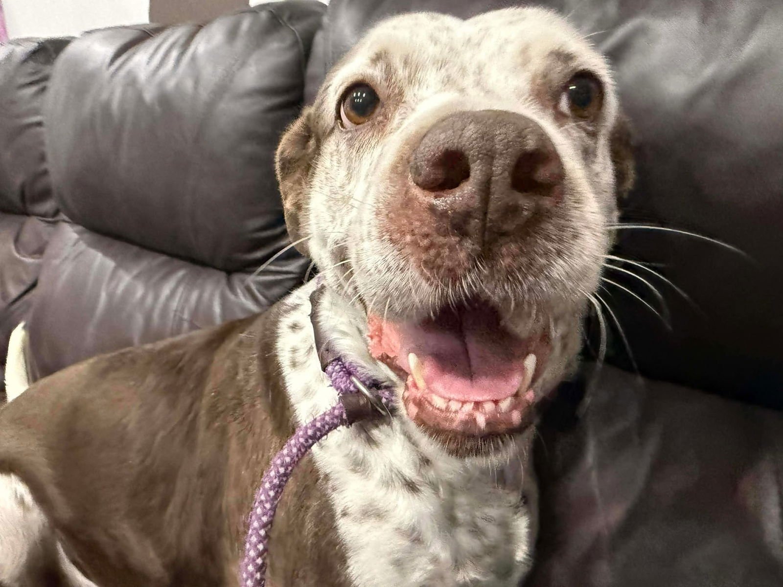 HAYDEN - Terrier available for adoption