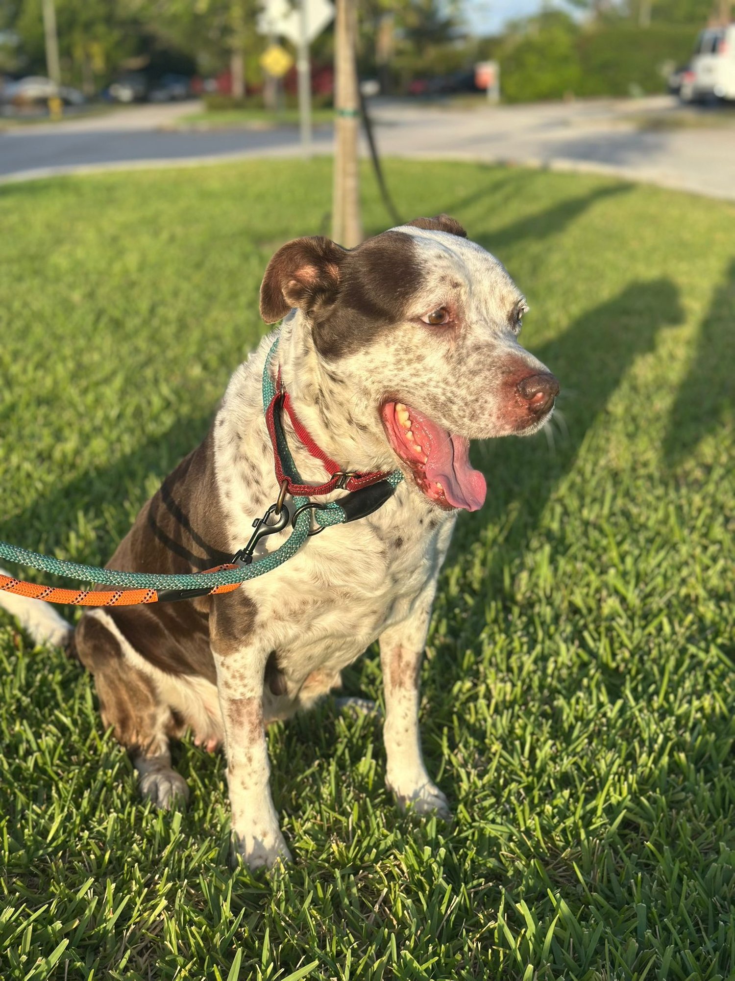 HAYDEN - Terrier available for adoption