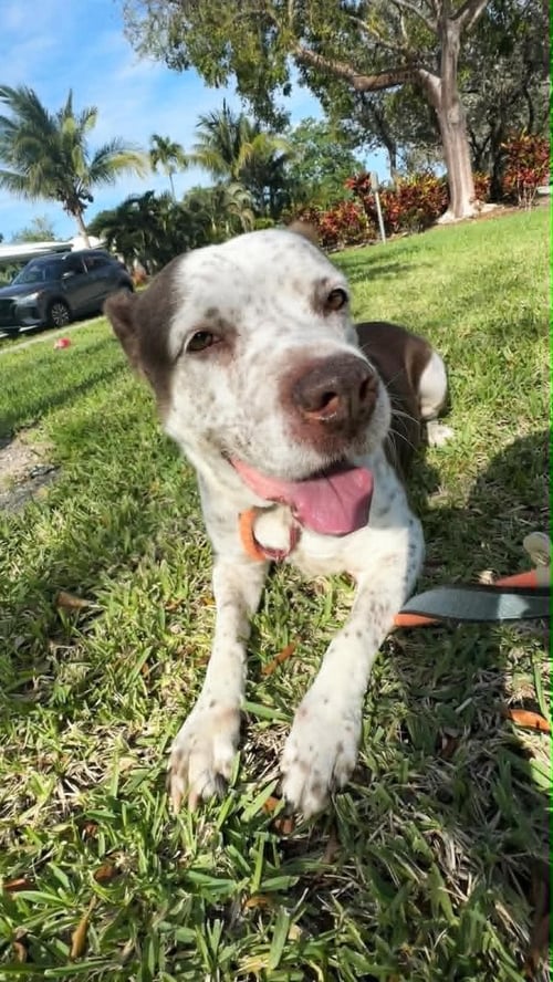 HAYDEN - Terrier available for adoption