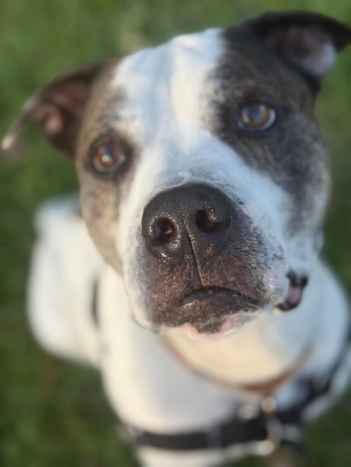 AXEL - Pit Bull Terrier available for adoption