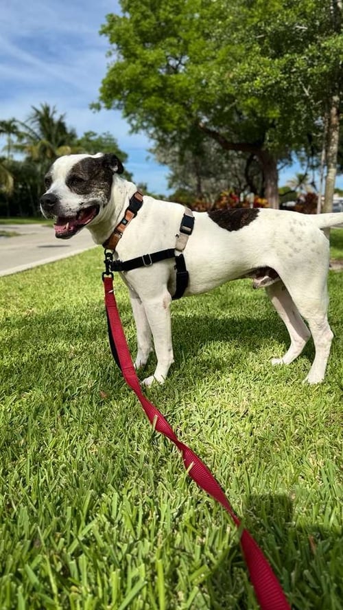 AXEL - Pit Bull Terrier available for adoption
