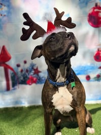 Ollie - Photo 5