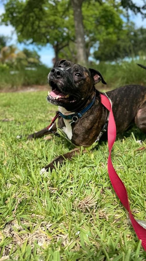 OLLIE - Pit Bull Terrier available for adoption
