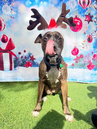 Ollie - Photo 7
