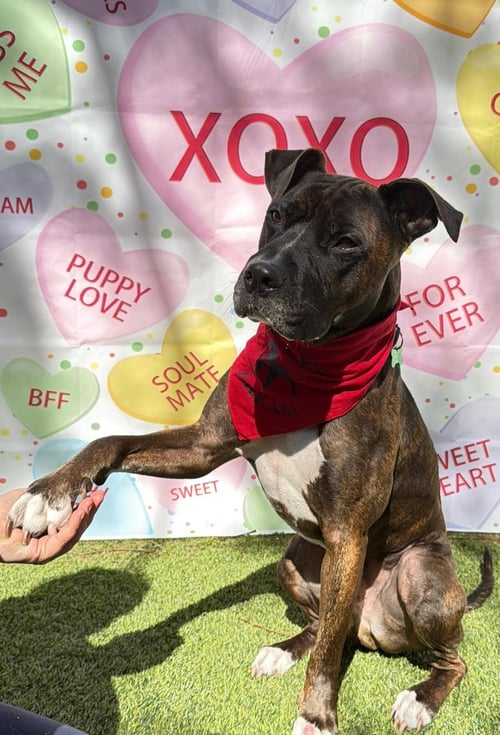 OLLIE - Pit Bull Terrier available for adoption