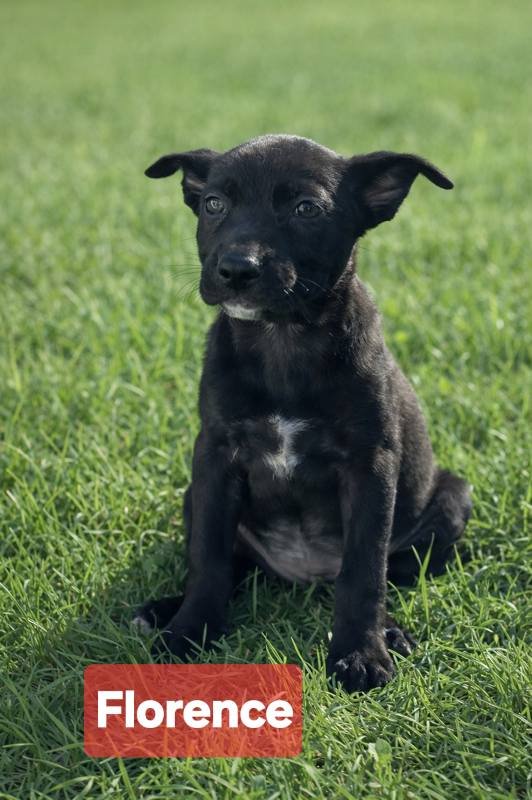 FLORENCE - Terrier available for adoption