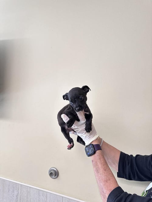 CAPUCINE PUP - DANTE - Boxer / Terrier for adoption in Boca Raton