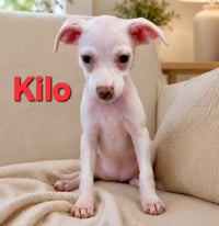 Tiffany Pup -Kilo - Photo 3