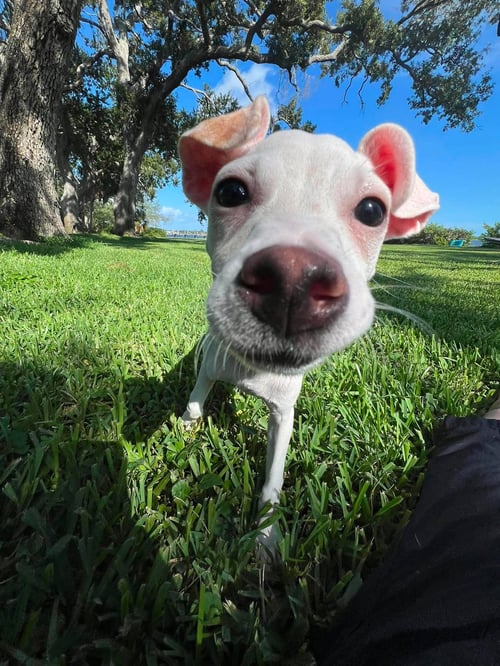 TIFFANY PUP -KILO - Jack Russell Terrier / Chihuahua available for adoption