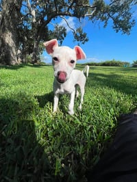 Tiffany Pup -Kilo - Photo 1