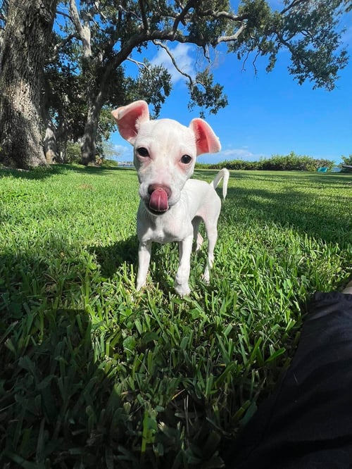 TIFFANY PUP -KILO - Jack Russell Terrier / Chihuahua available for adoption