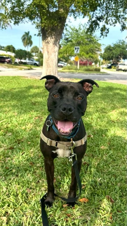 ELLIOT - Pit Bull Terrier available for adoption