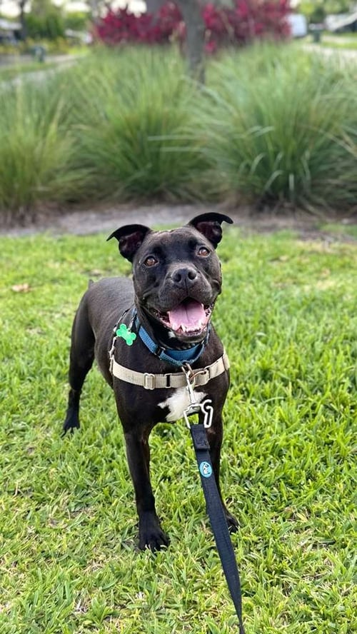 ELLIOT - Pit Bull Terrier available for adoption