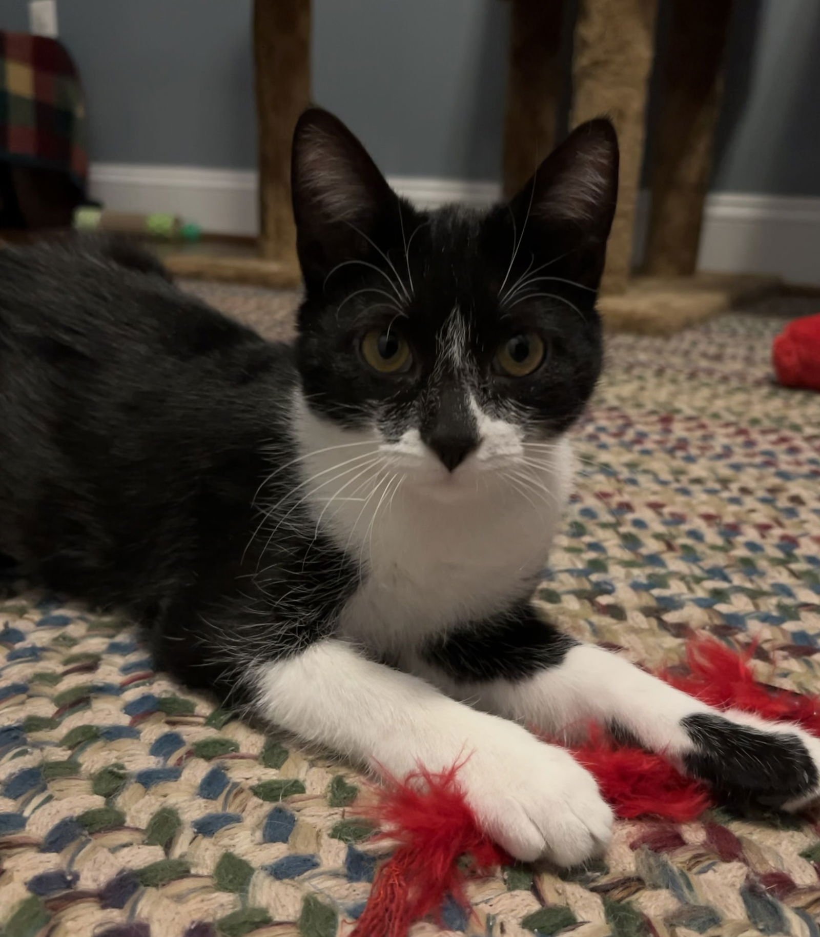 AURORA - Domestic Short Hair available for adoption