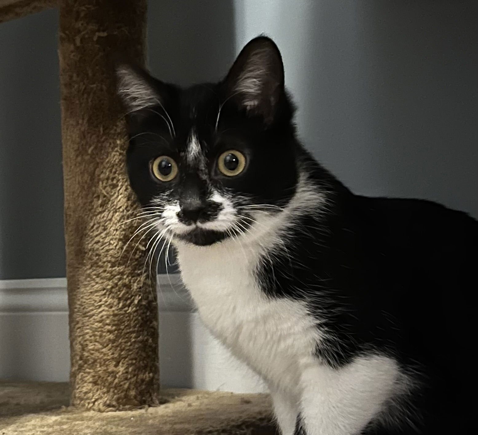 LUNA - Domestic Short Hair available for adoption