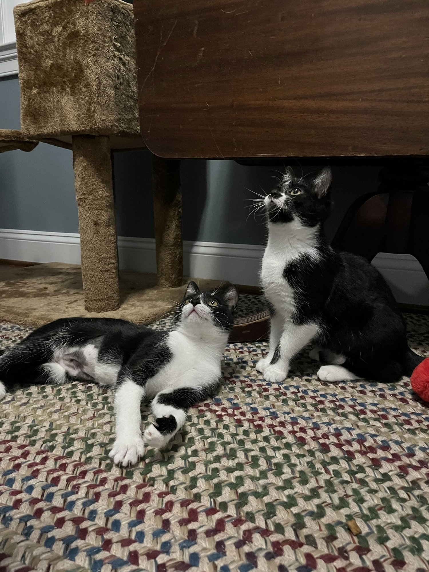 LUNA - Domestic Short Hair available for adoption