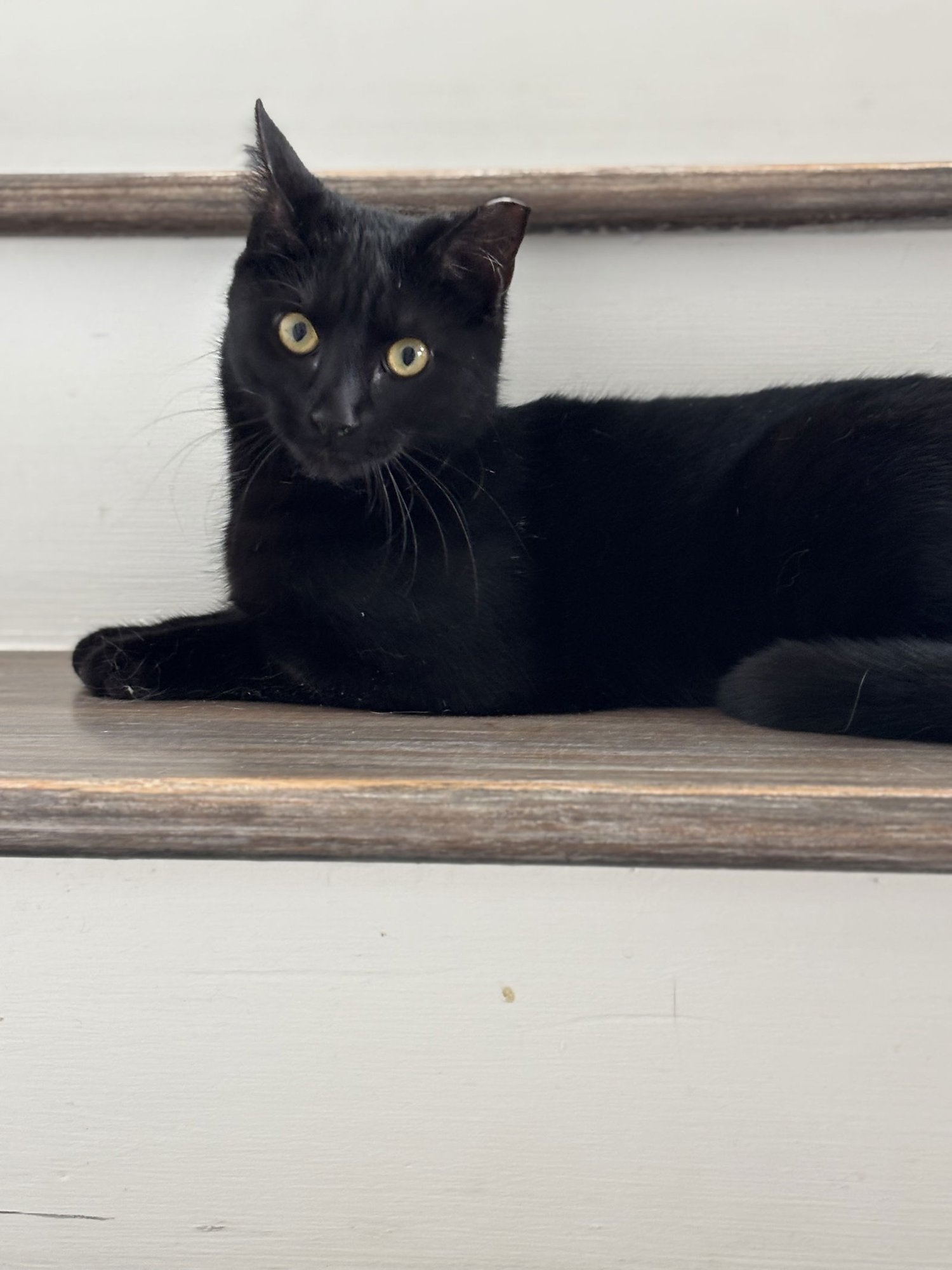 SASSY - Domestic Short Hair available for adoption