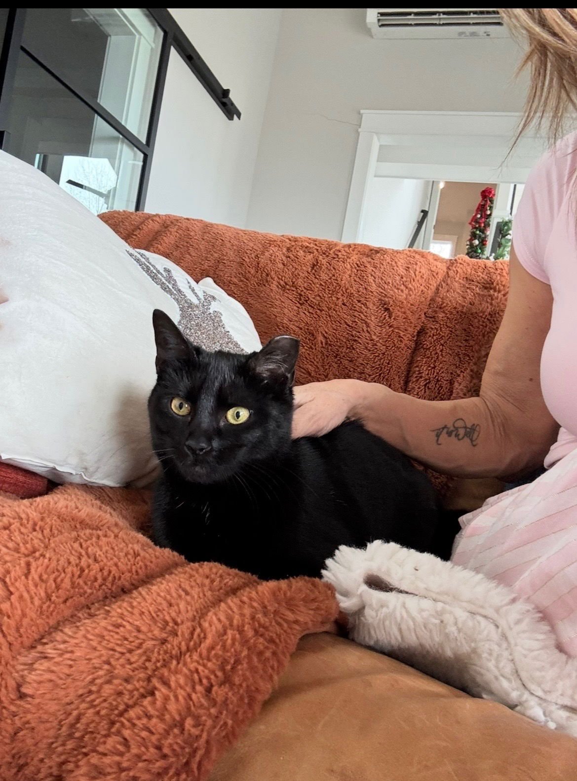 SASSY - Domestic Short Hair available for adoption