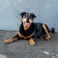 Nala - Photo 2