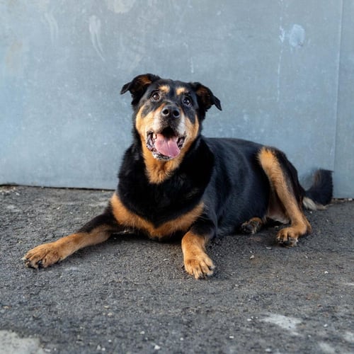 NALA - Rottweiler / Shepherd available for adoption