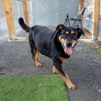 Nala - Photo 3