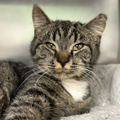 TAMMY - Domestic Short Hair available for adoption