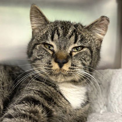 TAMMY - Domestic Short Hair available for adoption