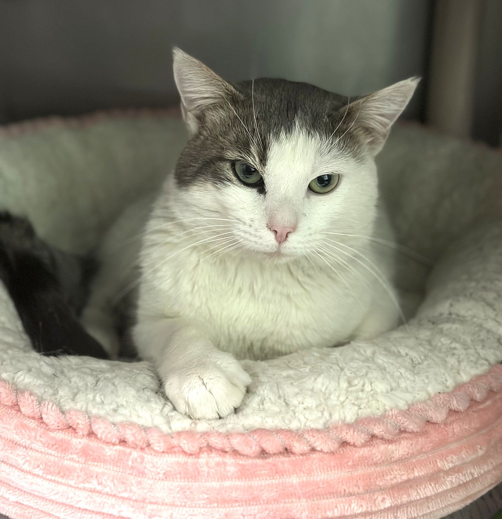 ELLIOT - Domestic Short Hair available for adoption