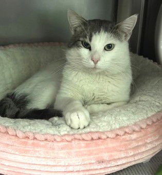 ELLIOT - Domestic Short Hair available for adoption