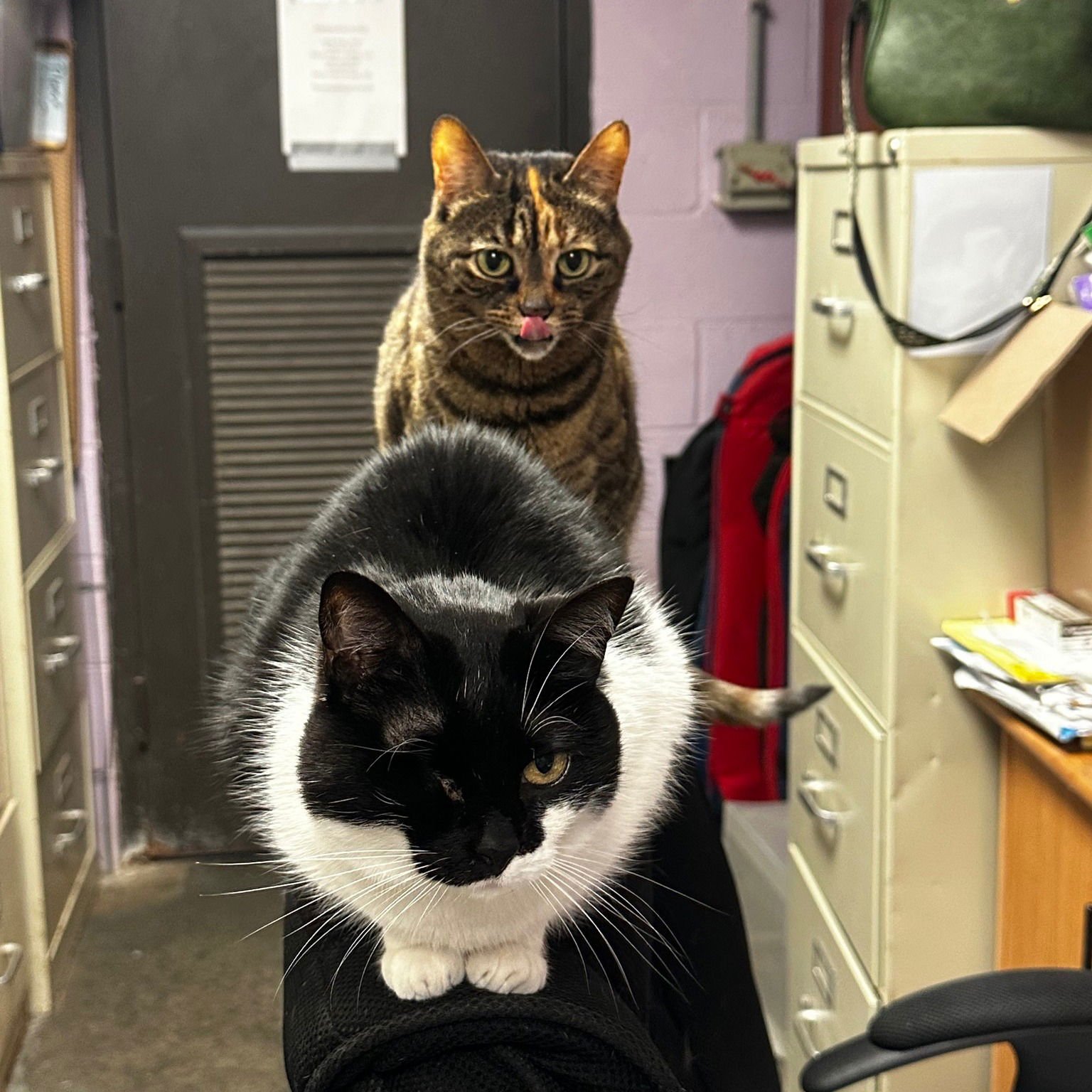 BONA - Domestic Short Hair available for adoption