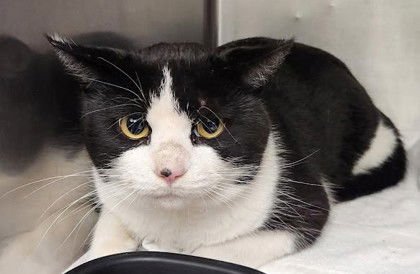 BRIAN - Domestic Short Hair available for adoption