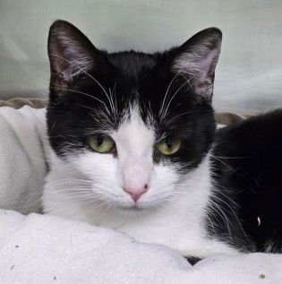 WHISKERS - Domestic Short Hair available for adoption