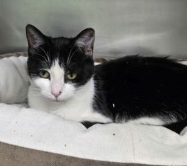 WHISKERS - Domestic Short Hair available for adoption