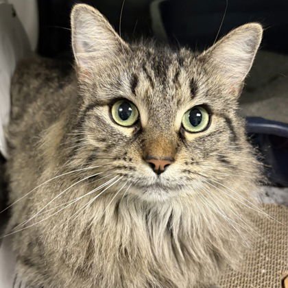 LUCINDA - Domestic Long Hair available for adoption