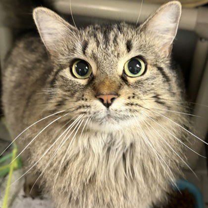 LUCINDA - Domestic Long Hair available for adoption