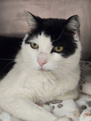 SAM - Domestic Short Hair available for adoption