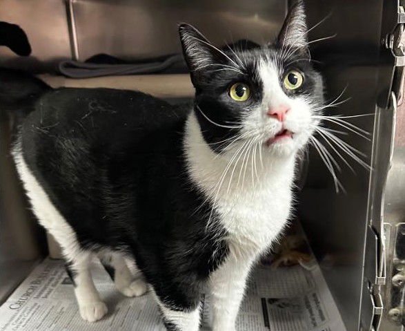 SAMMY - Domestic Short Hair available for adoption