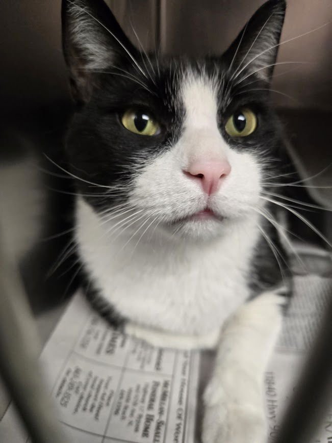 SAMMY - Domestic Short Hair available for adoption