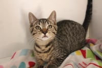 Cheech - Photo 4