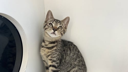 CHEECH - Domestic Short Hair available for adoption