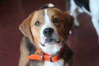 Ruger - Photo 1