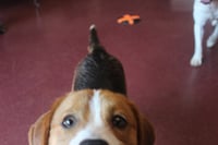 Ruger - Photo 2