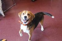 Ruger - Photo 4