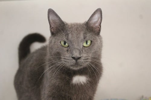 PIROULINE - Domestic Short Hair available for adoption