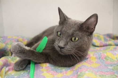 PIROULINE - Domestic Short Hair available for adoption