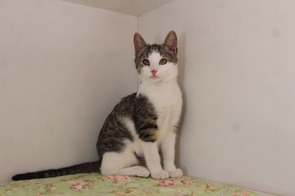 JEEPERS! - Domestic Short Hair available for adoption